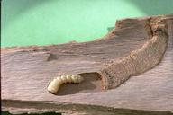 Mature larva of the eucalyptus
longhorned borer in a cross section of a
tunnel. Note that frass packs the entry
way.