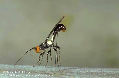 Female Syngaster lepidus, larval parasite of Phoracantha spp., ovipositing through bark.