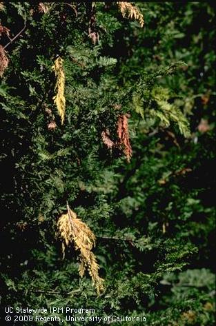 Crop damaged by cypress bark beetle.