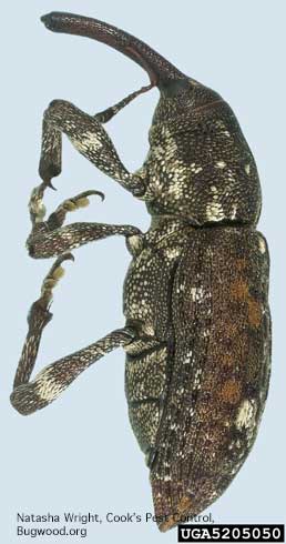 Adult white pine weevil, <i>Pissodes strobi</i>, side view. 