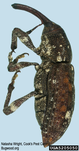 Adult white pine weevil.