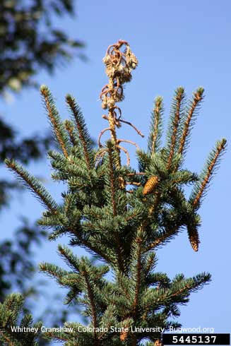 Dieback of the leader (main terminal) of a blue spruce from feeding and tunneling by larvae of white pine weevil, <i>Pissodes strobi</i>. 