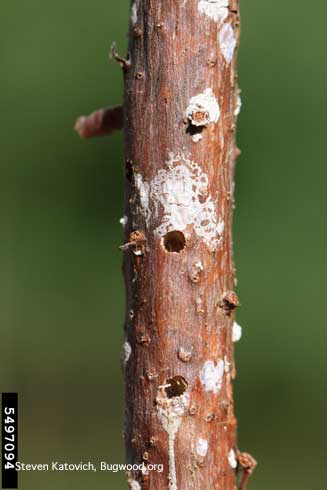 Emergence holes of adult white pine weevils, <i>Pissodes strobi</i>, in pine shoot.