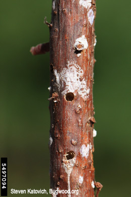 Emergence holes of adult twig weevils.