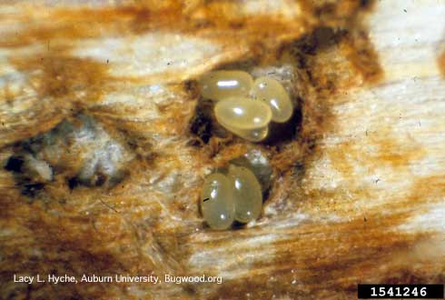 Eggs of a eastern pine weevil, <i>Pissodes nemorensis</i>, under bark, exposed.