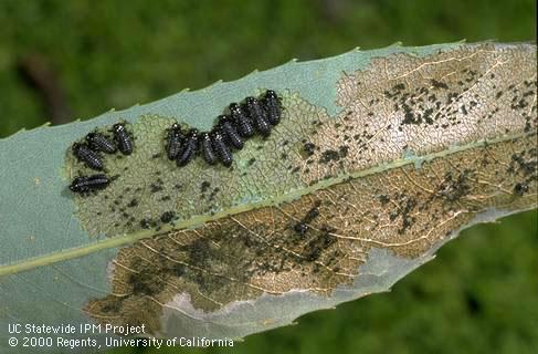 Larvae and their chewing damage and frass (excrement) of imported willow leaf beetle, <i>Plagiodera versicolora</i>.