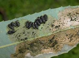 Larvae and their chewing damage and frass (excrement) of imported willow leaf beetle.