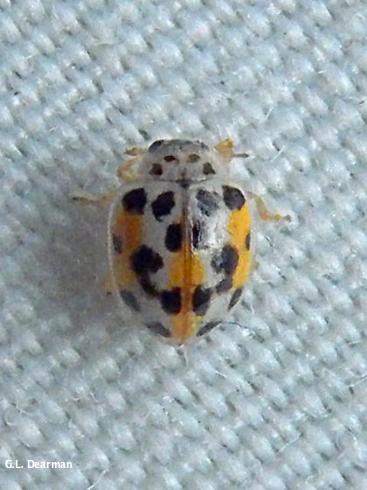 Adult fungus-feeding lady beetle, <i>Psyllobora vigintimaculata</i>.