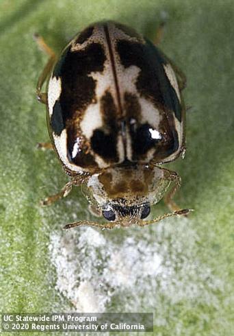 Adult fungus-feeding lady beetle, <i>Psyllobora vigintimaculata</i>.