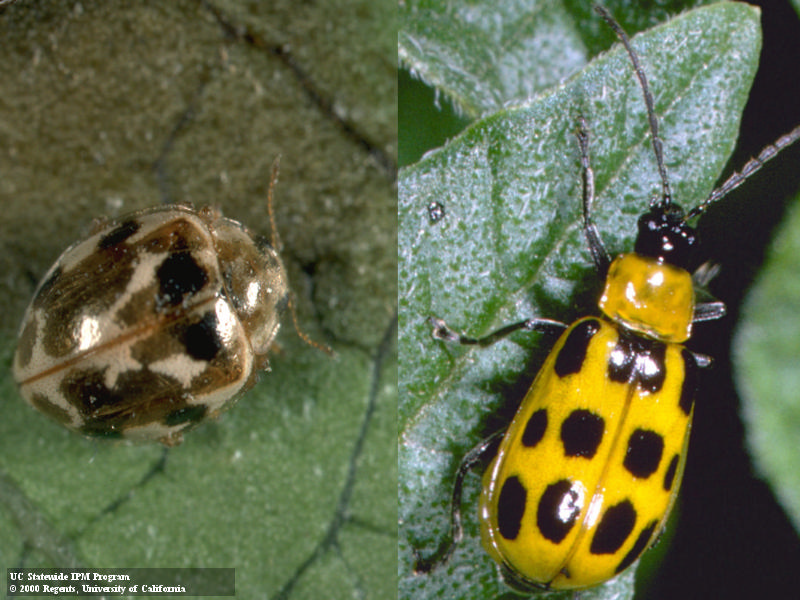 Left: Lady beetle with brown and black mottling. Right: Bright yellow beetle with black spots. Credit: Jack Kelly Clark