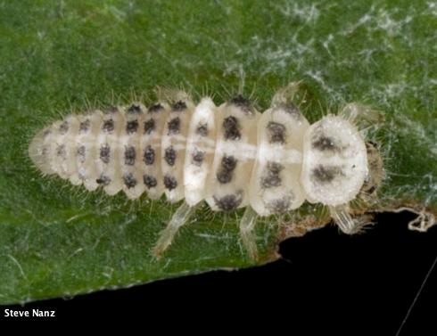 Late instar (larva) Psyllobora vigintimaculata feeding on powdery mildew.