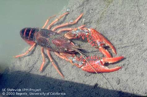 Adult Louisiana red crayfish.