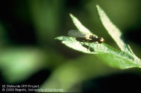 A carrot rust fly adult on a carrot leaf.