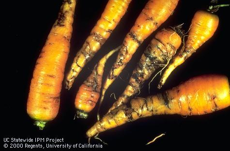 Tunnels made by carrot rust fly larvae in carrot taproots.