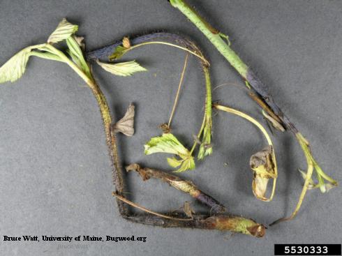 Caneberry stems wilted and discolored blackish and purple by the stem boring of larvae of raspberry cane maggot, <i>Pegomya rubivora</i>.