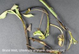 Stems blackened and wilted from tunneling of larvae of raspberry cane maggot.