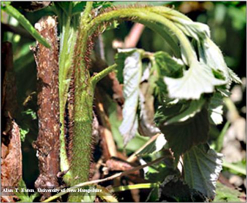 Caneberry shoot tip wilted from the feeding and tunneling of a larvae raspberry cane maggot.