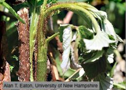 Shoot tip wilted from the feeding and tunneling of a larvae of raspberry cane maggot.