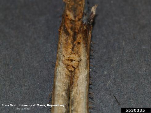 Caneberry stem cut open to reveal a larva of raspberry cane maggot, <i>Pegomya rubivora</i> (center), and its tunnel packed with its brown, granular frass (excrement).