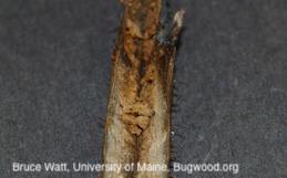 Larva of raspberry cane maggot exposed in its frass-filled tunnel.