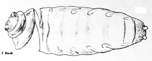 Illustration of the puparium (pupal covering) from which emerged an adult (fly) of raspberry cane maggot, <i>Pegomya rubivora</i>.