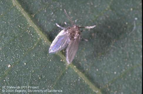 Adult moth fly.