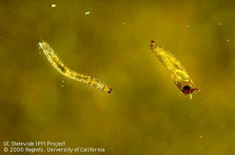 Moth fly larva (left) and pupa (right).