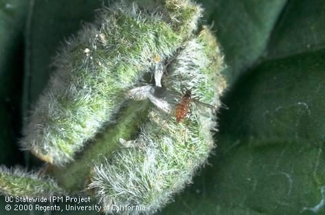 Female violet gall midge and cast skins on curled violet leaf.