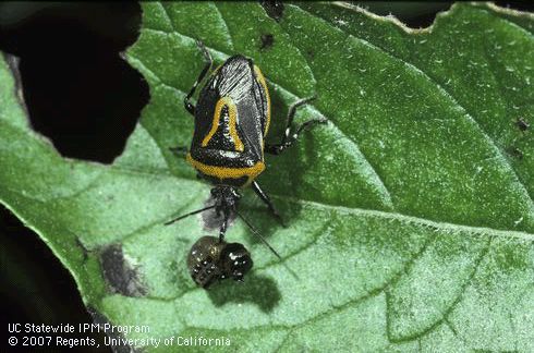 Adult twospotted stink bug, <i>Perillus bioculatus</i>, feeding on larva of Colorado potato beetle, <i>Leptinotarsa decemlineata</i>.