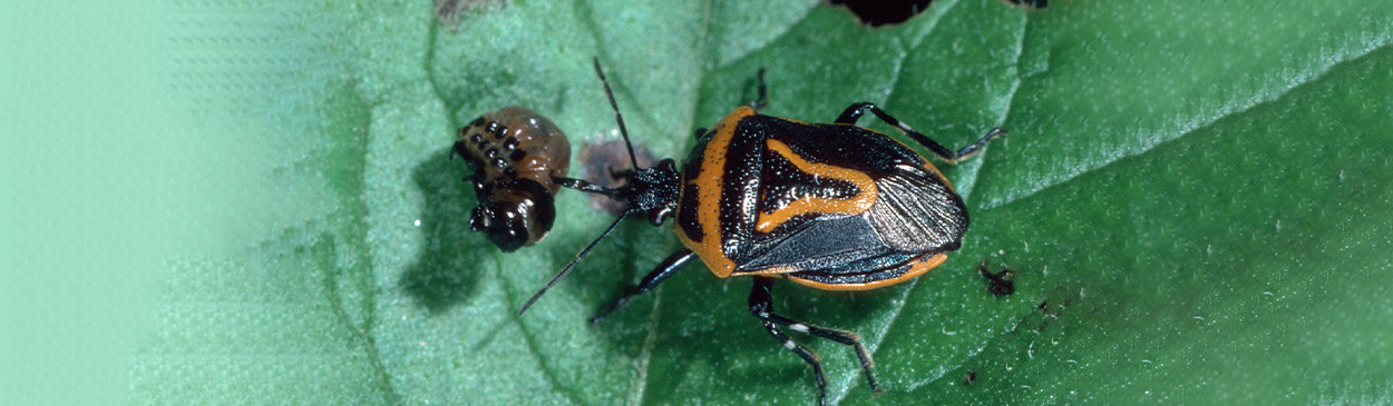 Adult twospotted stink bug, <i>Perillus bioculatus</i>, feeding on larva of Colorado potato beetle, <i>Leptinotarsa decemlineata</i>.