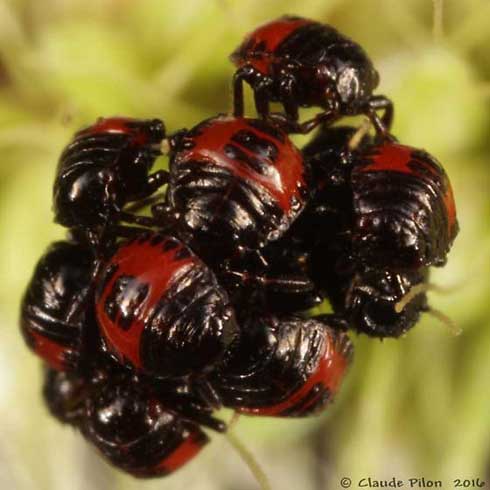 First instars (nymphs) of twospotted stink bug, Perillus bioculatus.