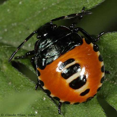 Nymph of twospotted stink bug, Perillus bioculatus.