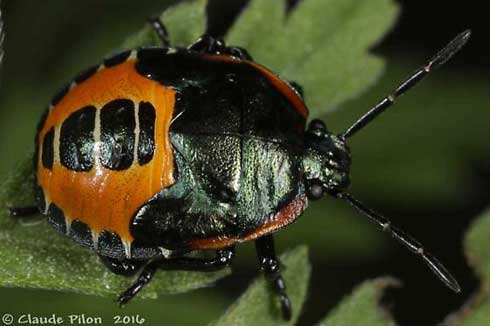 Late instar (nymph) of twospotted stink bug, Perillus bioculatus.