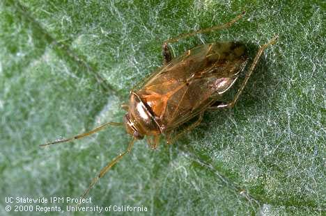 Adult proba bug, <I>Proba californica.</I>.