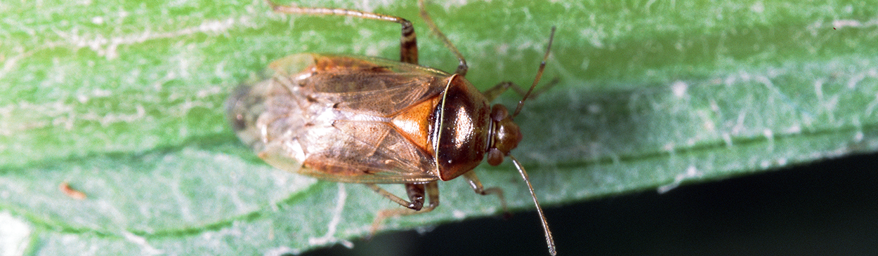 Adult proba bug, Proba californica.