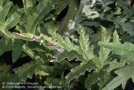 Artichoke foliage damaged by proba bug, <I>Proba californica.</I>.