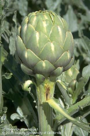 Brown streaking in artichoke bud stalk caused by proba bug, <I>Proba californica.</I>.