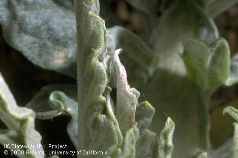 Browning and shriveling of artichoke leaf tip caused by proba bug, <I>Proba californica.</I>.