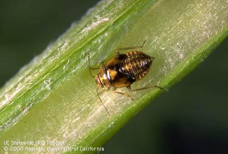 Nymph of the proba bug, <I>Proba californica.</I>.