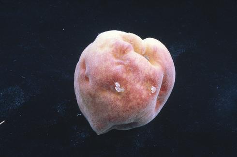 Stink bug feeding on developing peaches creates areas that cease to grow. At harvest these areas show up as irregular, depressed areas or dimples.