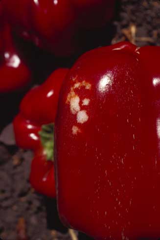 Stink bug feeding on peppers can lead to 