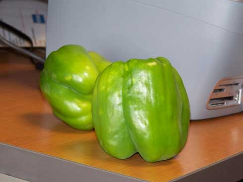 Stink bug feeding on peppers results in discolored spots on the fruit surface as well as corky areas just below the skin.