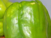 Stink bug feeding on peppers results in discolored spots on the fruit surface as well as corky areas just below the skin.