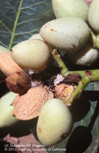 Brown pistachio fruit caused by stink bug feeding.