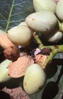 Brown pistachio fruit caused by stink bug feeding.