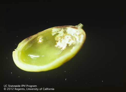 Inside a soft-shelled pistachio fruit with true bug feeding damage, the epicarp lesion looks like a white netting.