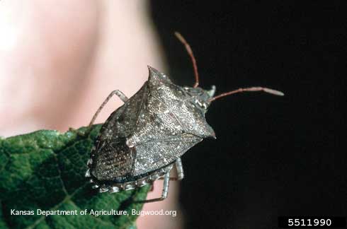 Adult spined soldier bug, Podisus maculiventris.