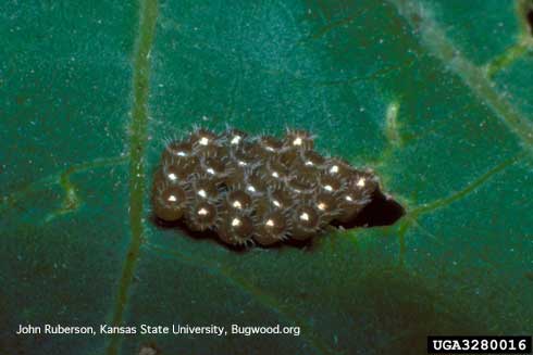 Eggs of spined soldier bug, Podisus maculiventris.