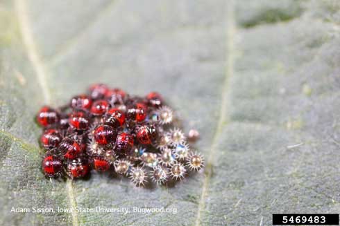 First instars (nymphs) of the spined soldier bug, <i>Podisus maculiventris</i>, and egg cases from which they hatched.