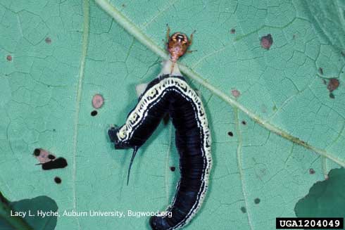 Nymph of spined soldier bug, <i>Podisus maculiventris</i> (Pentatomidae), feeding on a caterpillar of catalpa sphinx, <i>Ceratomia catalpae</i>.